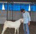 Why Choose Goat Milk and Buffalo Milk?
