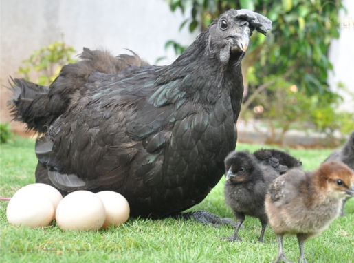 Kaifs (hen and goat farm) website banner design 10