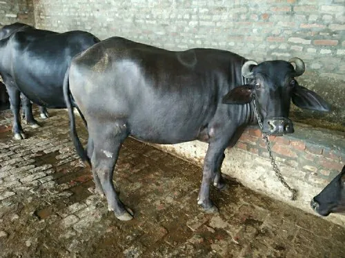 b8 b8