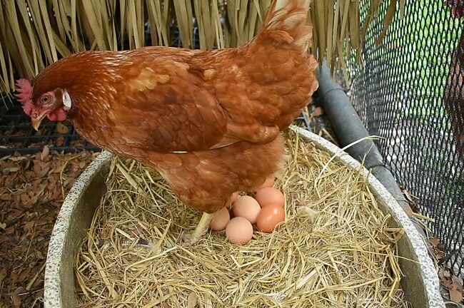 Free Range Chicken (Hen Laying Egg on Hay) Free Range Chicken (Hen Laying Egg on Hay)