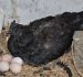 Kadaknath Eggs and Chicken