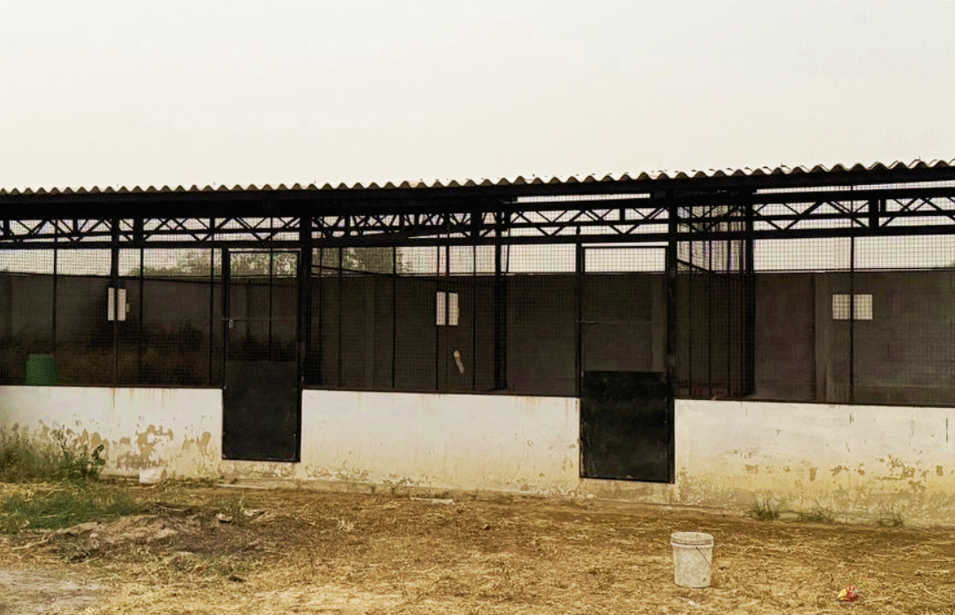 Kaifs (hen and goat farm) website banner design 1