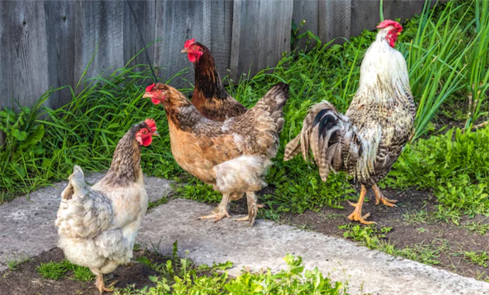 Kaifs (hen and goat farm) website banner design 18